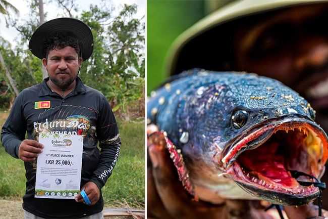 Sri Lankan anglers join fight against invasive giant snakehead fish