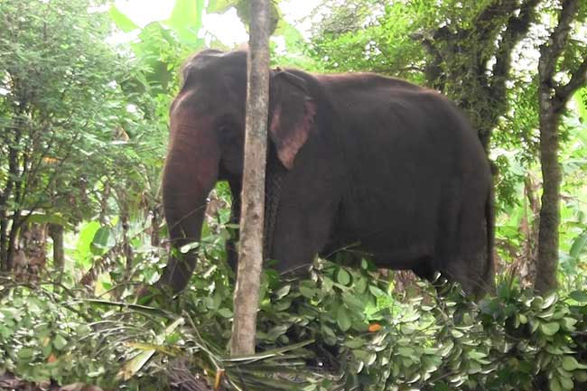 Temple elephant Kadira reportedly attacks mahout  victim hospitalised