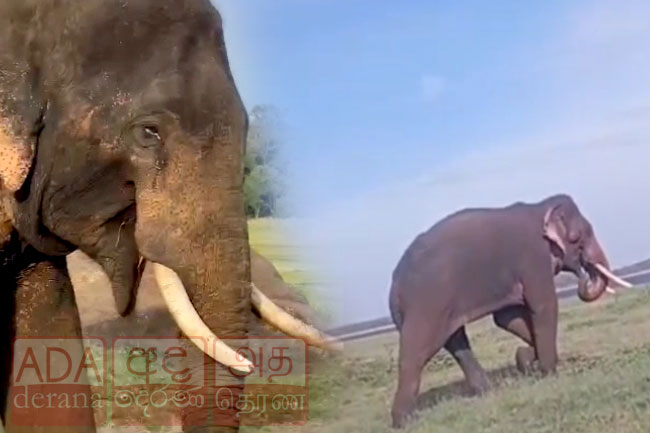 Majestic tusker Sapumal injured in shooting, condition critical