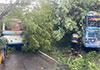 Tree falls on bus in Colombo, causing traffic congestion