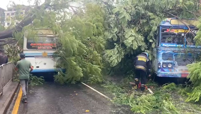 Tree falls on bus in Colombo, causing traffic congestion
