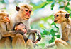 Infectious disease spreading among monkeys in Polonnaruwa raises public health concerns