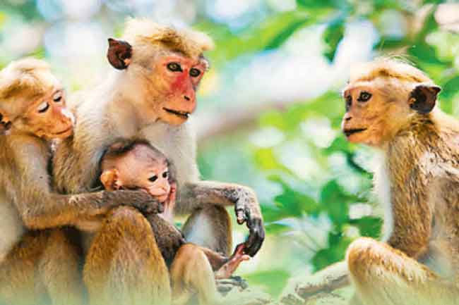 Infectious disease spreading among monkeys in Polonnaruwa raises public health concerns