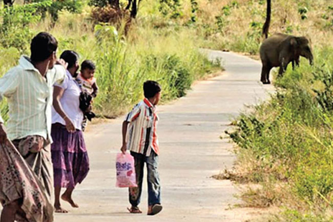 Appeals Court directs wildlife dept. to submit report on human-elephant conflict proposals
