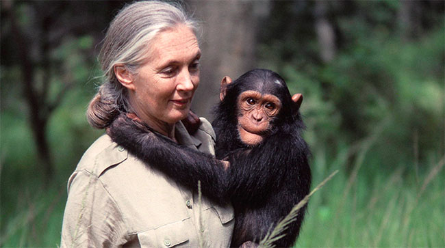 Conservationist Dame Jane Goodall dies aged 91