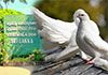Thirty-two pigeons stolen from Dehiwala National Zoo, officials say Thirty-two pigeons stolen from Dehiwala National Zoo, officials say