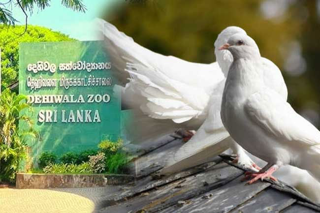 Thirty-two pigeons stolen from Dehiwala National Zoo, officials say