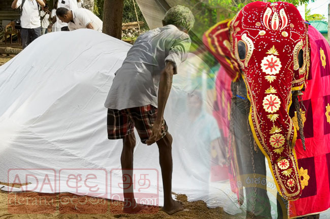 Tusker Manika of Bellanwila Temple passes away