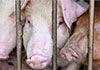 Gazette issued with measures to prevent spread of Africanswinefever