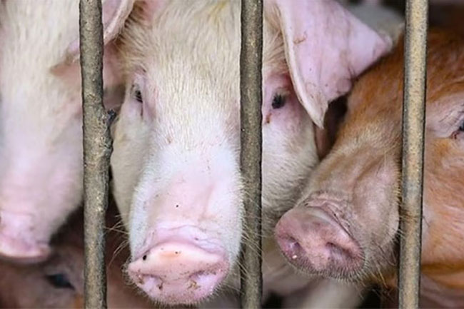 Gazette issued with measures to prevent spread of African swine fever