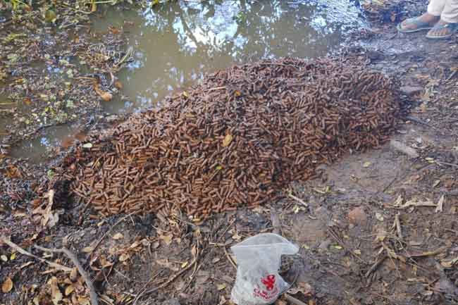Cache of ammunition found near school in Thalawa