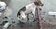 Unusual behaviour of stray dogs at Tangalle Harbour: Seized drug haul to blame?