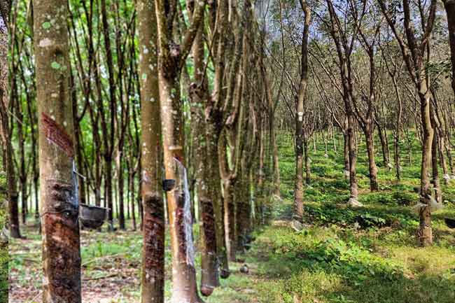 Sri Lanka launches GIS-based rubber land mapping program