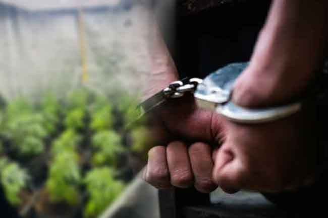 Foreign national arrested for cultivating Kush  cannabis in rented house in Akmeemana
