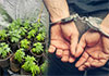 Foreign national arrested for cultivating Kush cannabis in rented house in Akmeemana