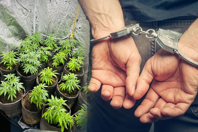 Foreign national arrested for cultivating Kush cannabis in rented house in Akmeemana
