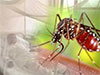 Over 40,000 dengue cases reported so far in 2025: NDCU 