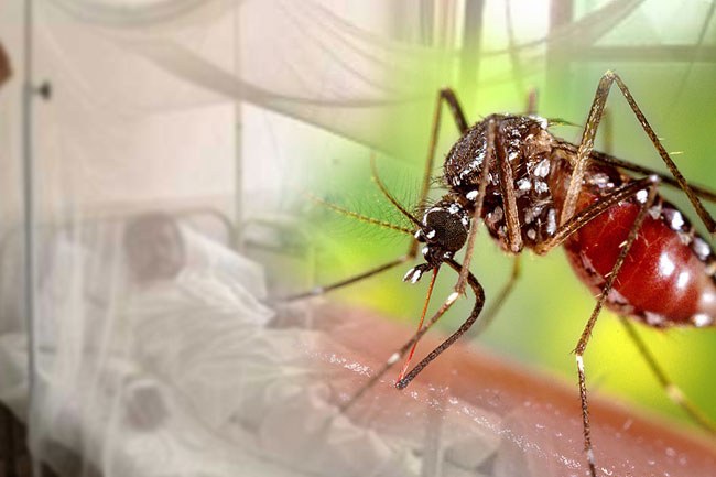 Over 40,000 dengue cases reported so far in 2025- NDCU