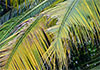 Coconut plantations in Puttalam affected by caterpillar outbreak