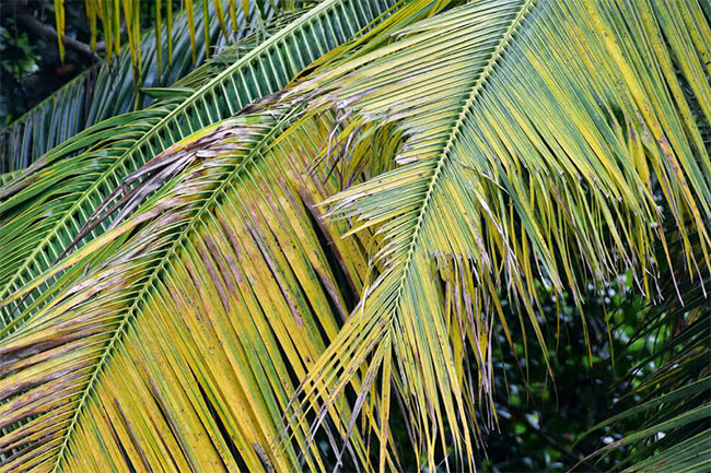 Coconut plantations in Puttalam affected by caterpillar outbreak