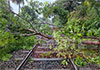 Fallen tree in Katugoda disrupts rail services along Coastal Line