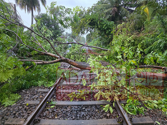 Fallen tree in Katugoda disrupts rail services along Coastal Line