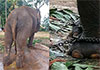 Sri Lanka forms panel after Thailand raises concern over health of gifted elephants