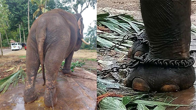 Sri Lanka forms panel after Thailand raises concern over health of gifted elephants