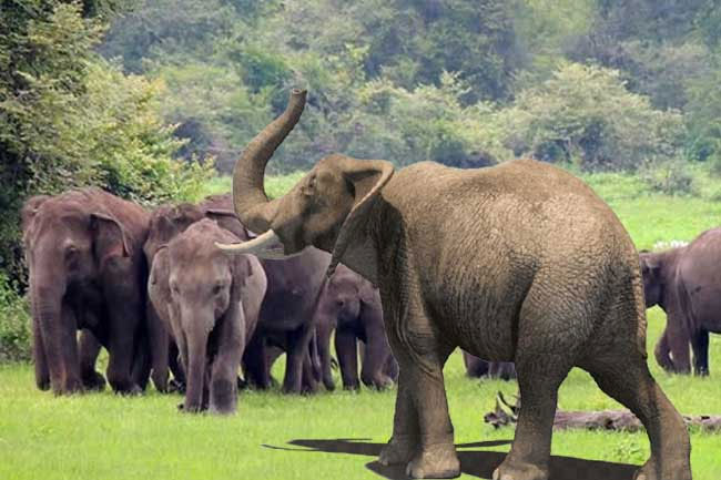 Human-Elephant Conflict- Project launched to drive away wild elephants living outside protected areas