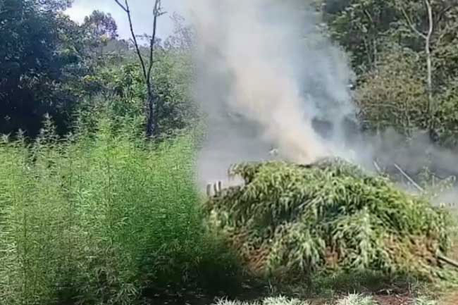 Six cannabis cultivations raided within forest reserve in Haldummulla