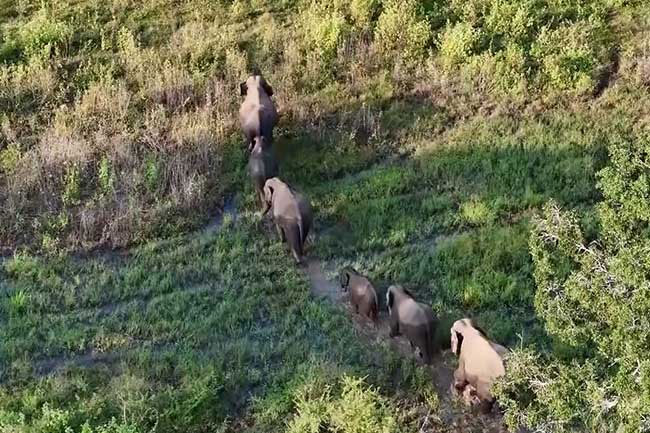 No Ministry approval to drive wild elephants into forest reserves  Spokesperson