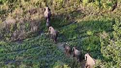 No Ministry approval to drive wild elephants into forest reserves  Spokesperson (English)
