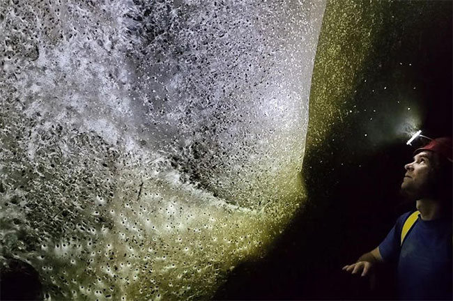 World s biggest spiderweb home to more than 110,000 spiders discovered on the Albanian-Greek border