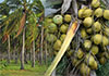 Nationwide distribution of 500,000 coconut plants begins today