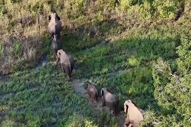 Petition filed against operation to drive wild elephants into reserves dismissed