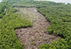 Man arrested in operation against mangrove destruction in Wanathawilluwa