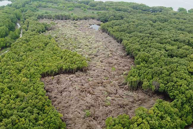 Man arrested in operation against mangrove destruction in Wanathawilluwa