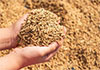 Insurance scheme for seed paddy production farms