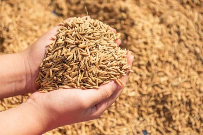 Insurance scheme for seed paddy production farms