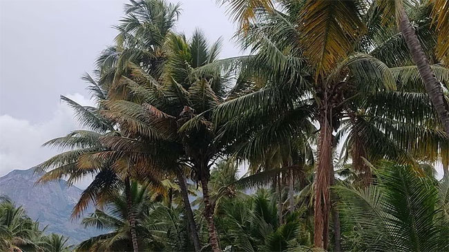 CCB to destroy 5,000 coconut trees in Matara due to wilt disease