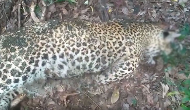 Endangered leopard killed by poachers in Wellawaya