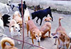 Advocates for animal welfare urges govt. action on rising stray dog population