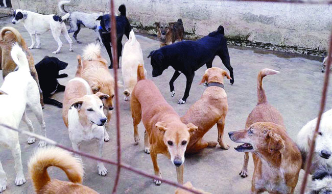 Advocates for animal welfare urges govt. action on rising stray dog population