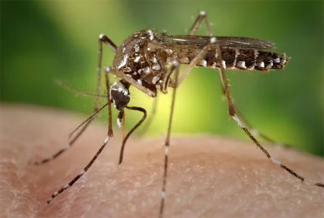 Chikungunya spreading rapidly in Matara: Entomology officers