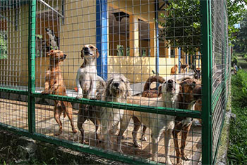 Jakarta bans cat and dog meat to curb rabies risk