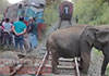 Proposal presented to halt night-time train operations in areas where wild elephants roam