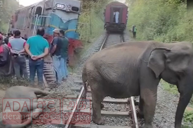 Proposal presented to halt night-time train operations in areas where wild elephants roam