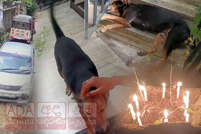 Woman remanded over death of stray dog in hit-and-run incident