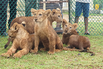 Four lion cubs debut at Ridiyagama