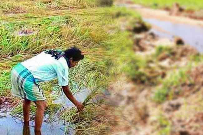 Steps taken to provide compensation to farmers promptly for crop damage